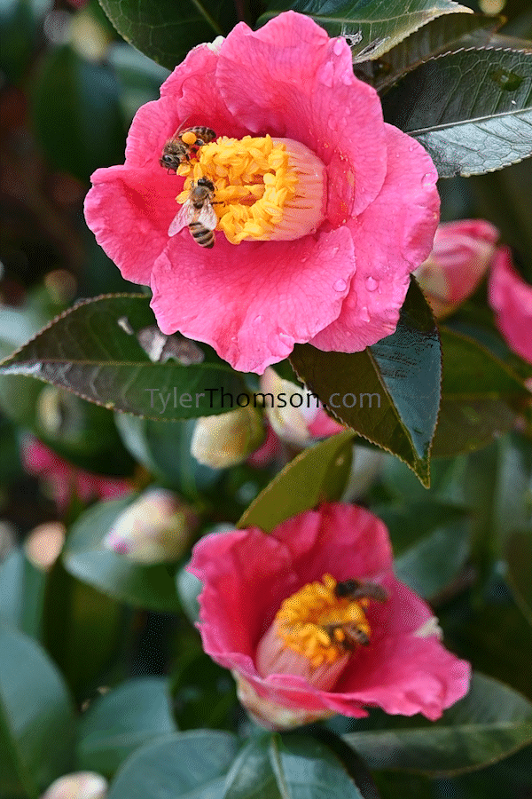 camellia gif
