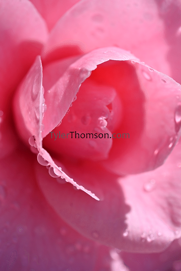 camellia