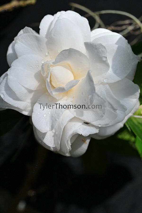camellia gif