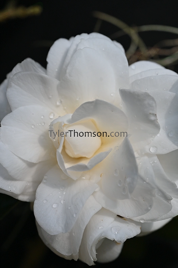 camellia