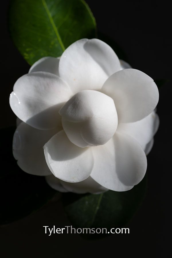 camellia gif