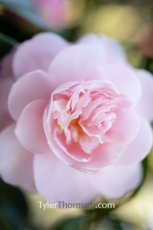 camellia