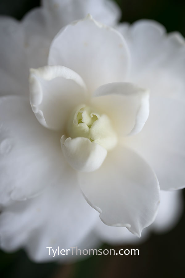 camellia pink perfection