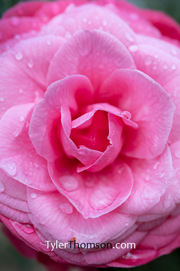 camellia gif