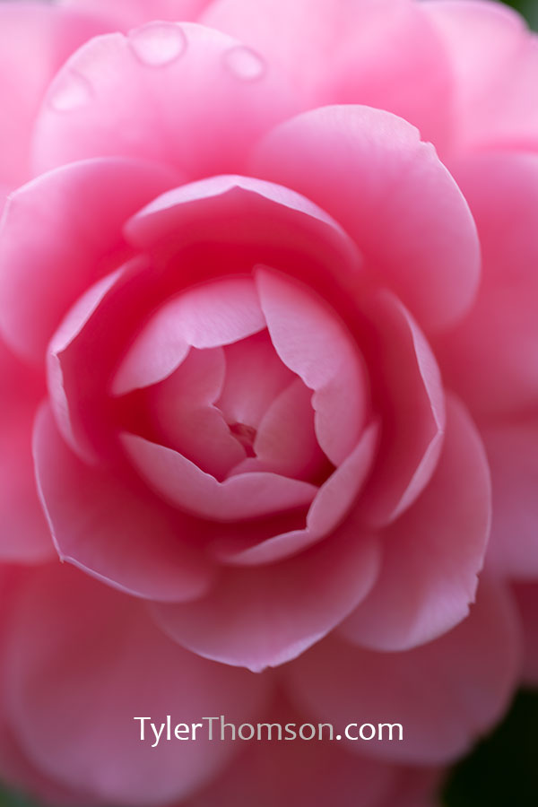 camellia pink perfection