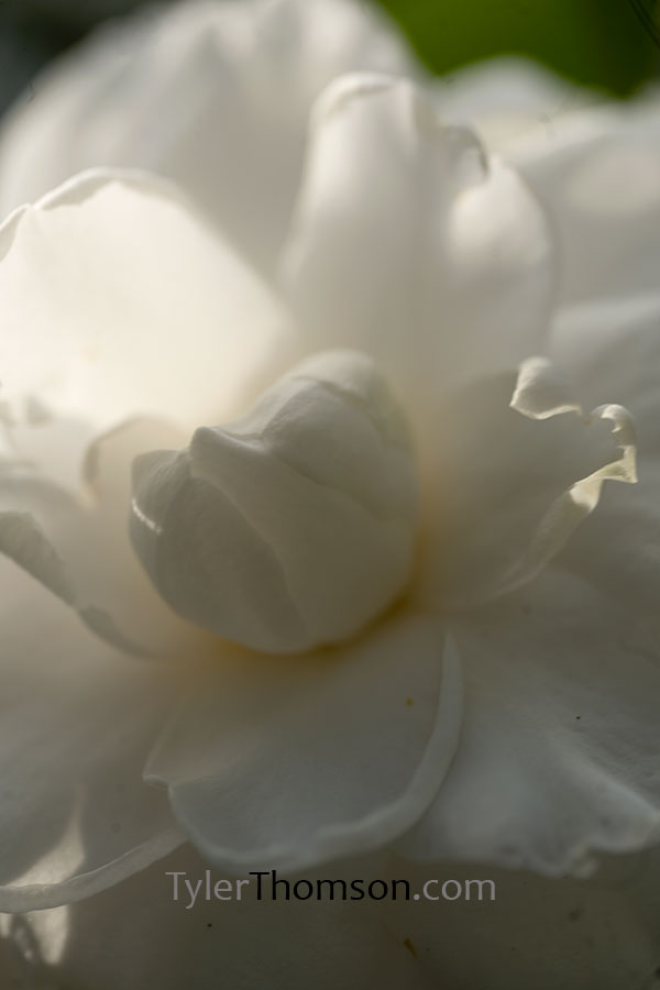 camellia pink perfection