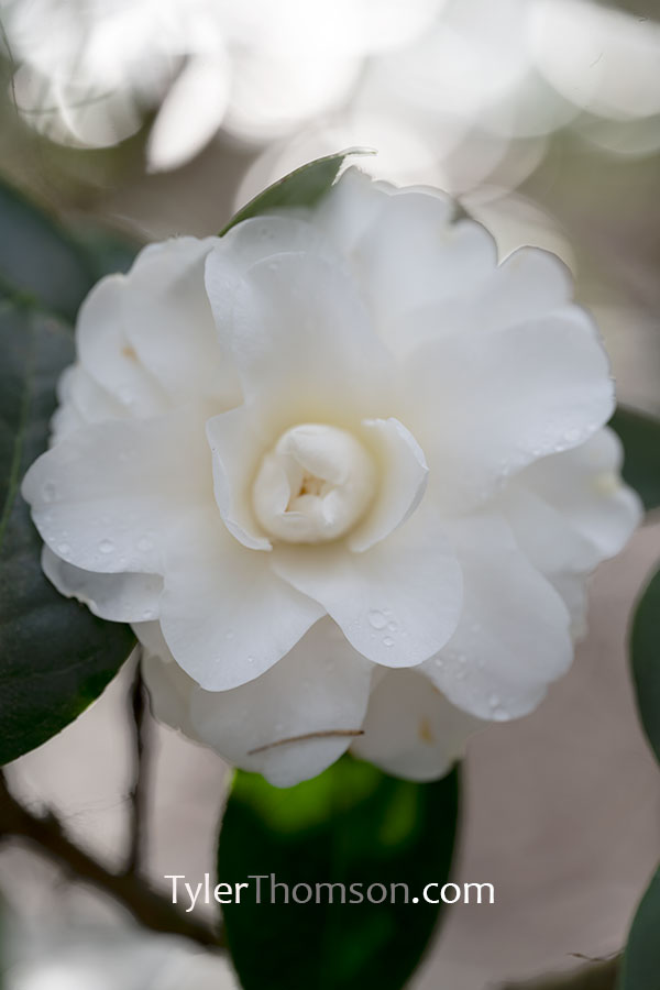 camellia