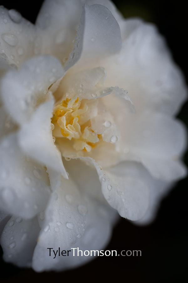 camellia gif