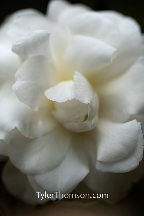 camellia