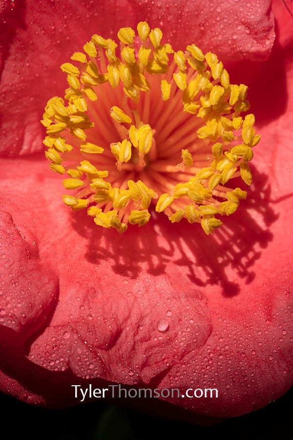 camellia pink perfection
