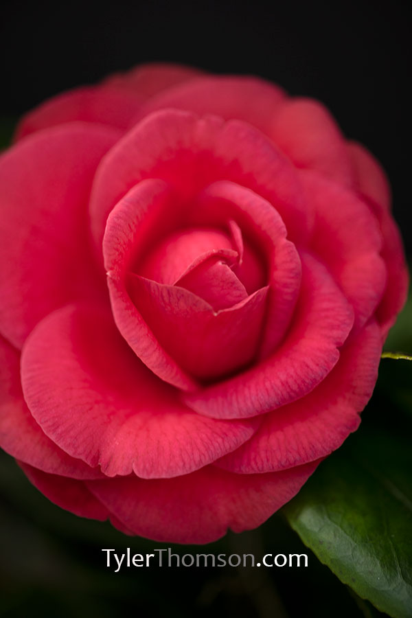 camellia