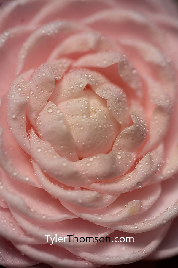 camellia