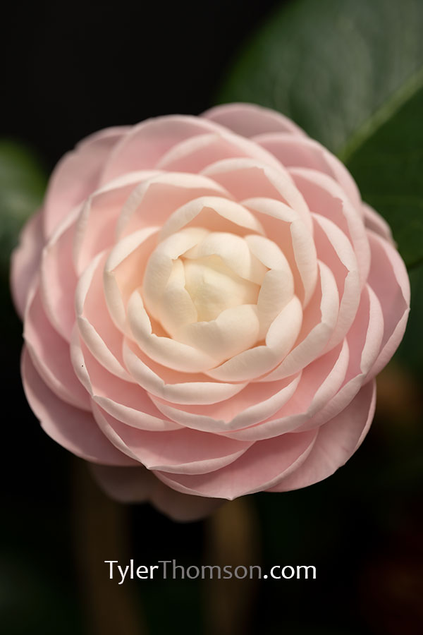 camellia pink perfection
