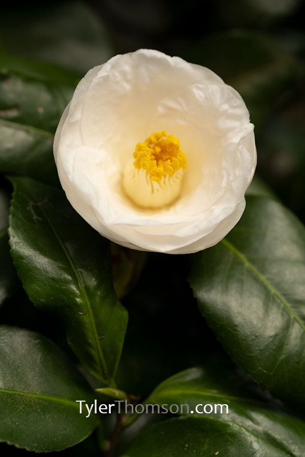 camellia